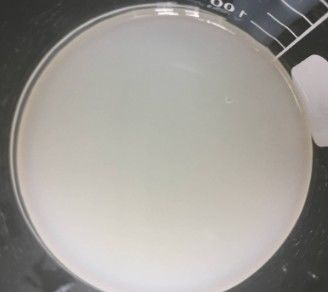 Lotions et crèmes modifiant l'apparence Le distératé de glycol et le sulfate de sodium de laureth et le cocamide MEA pour le lavage corporel